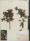 Foto von Salix kitaibeliana Willd.